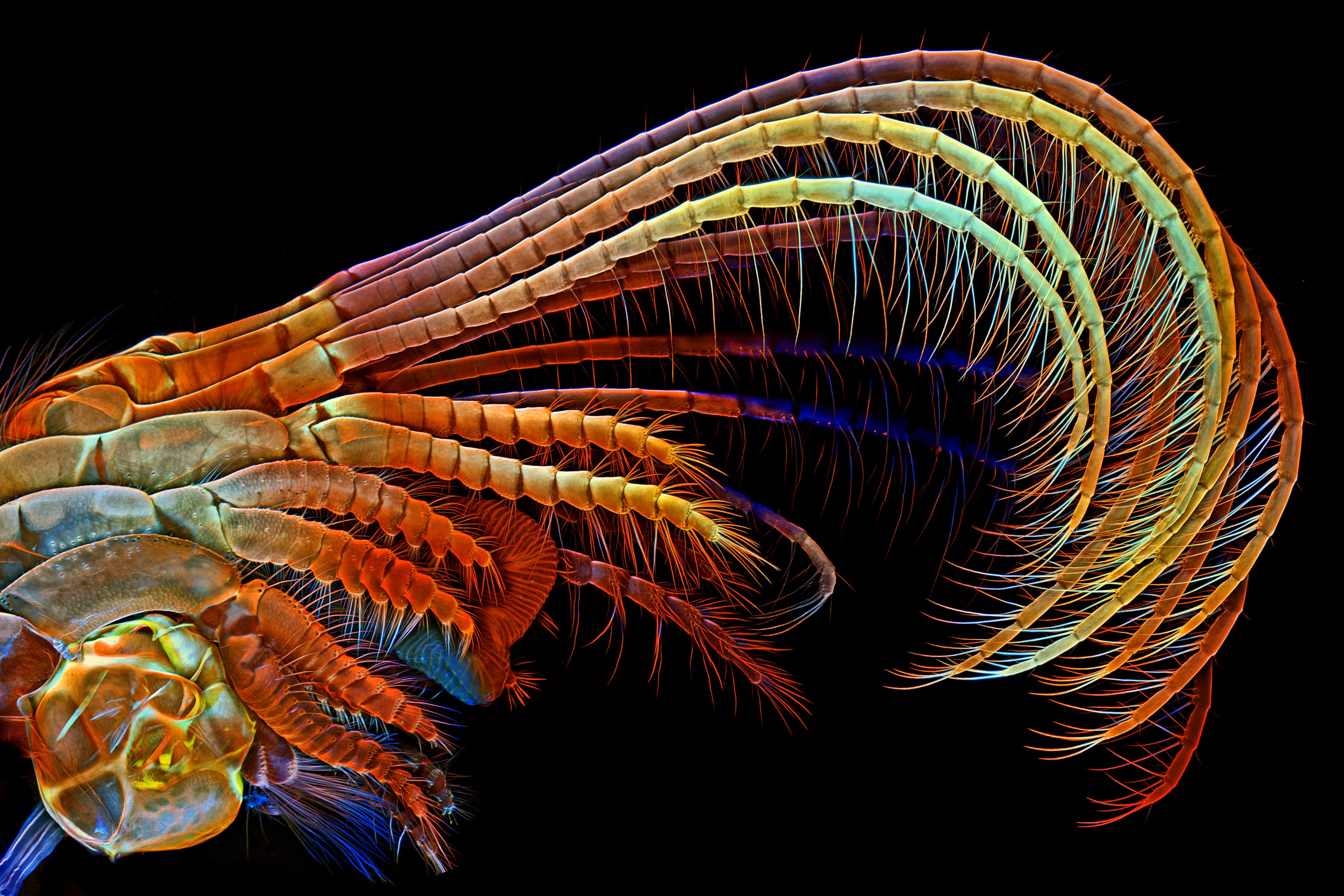 Explore the Beauty of Evolution