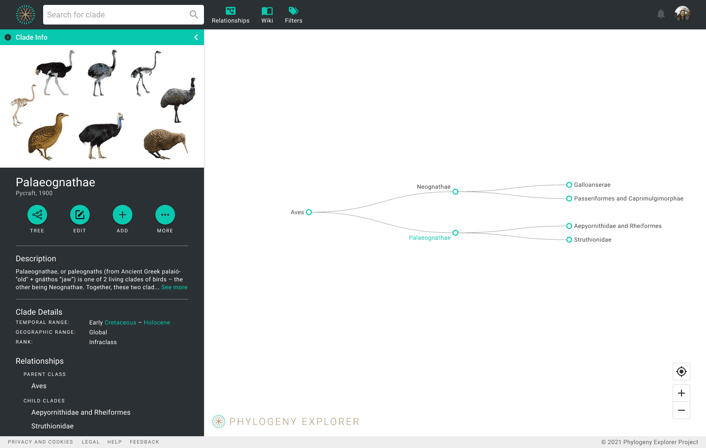 What is the Phylogeny Explorer?