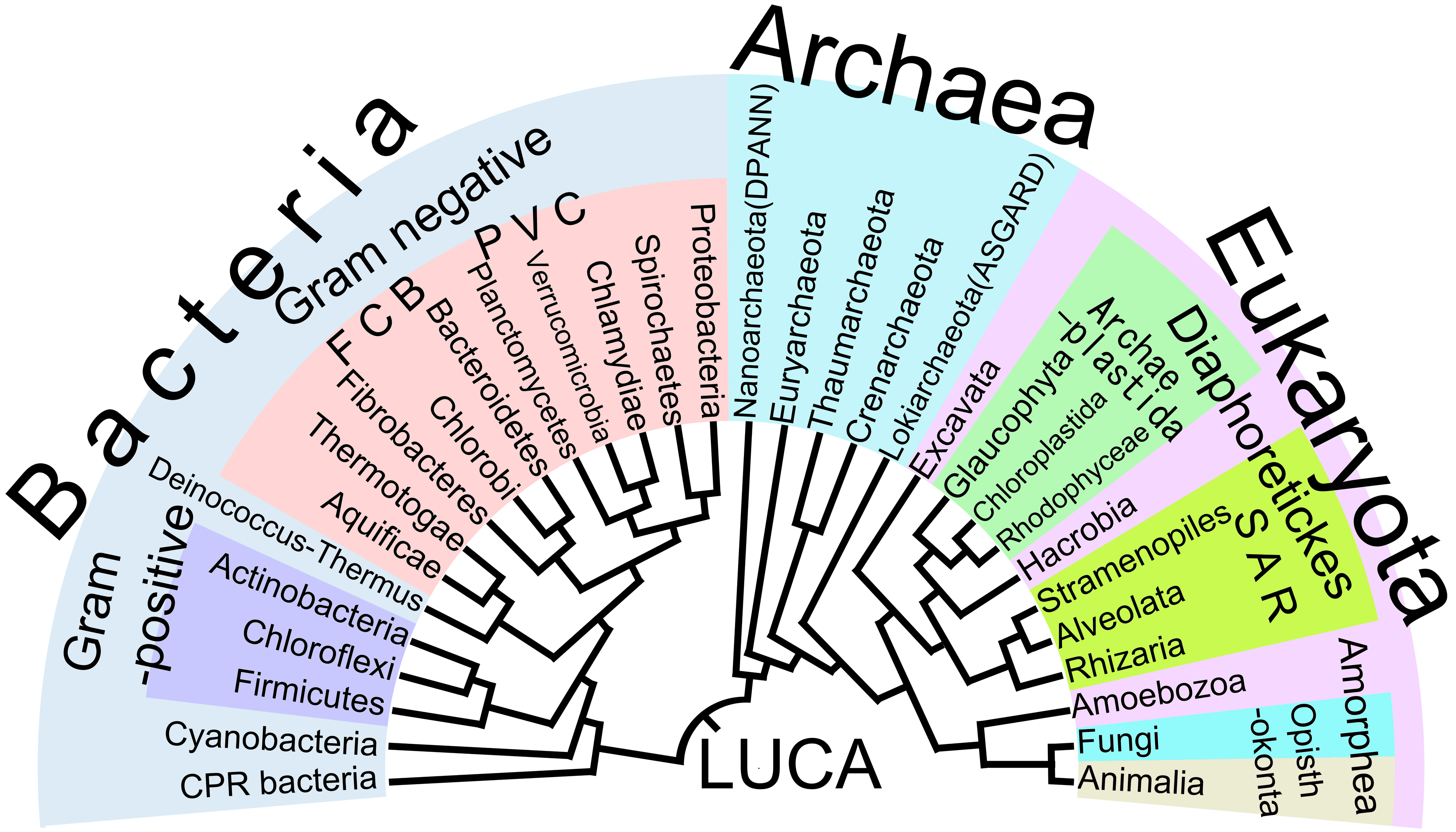 What is Phylogeny